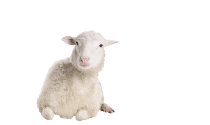 Newsletter Banner Blattin Zertifikate Schaf Newsletter Banner Blattin Zertifikate Schaf